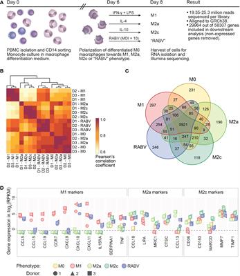 Rabies virus uniquely reprograms the transcriptome of human monocyte-derived macrophages